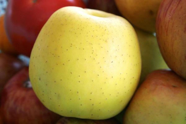 Полезные свойства яблок и как они зависят от цвета фрукта