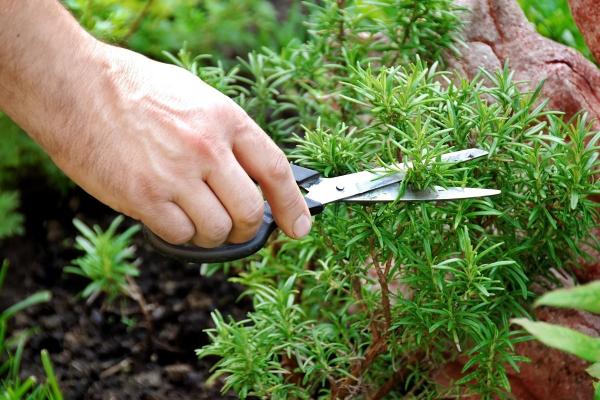 Травы для дачи: как вырастить лечебный огород