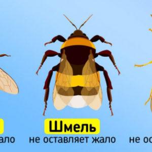 Первая помощь при укусах осы, пчелы и шмеля