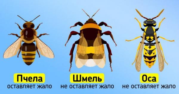 Первая помощь при укусах осы, пчелы и шмеля