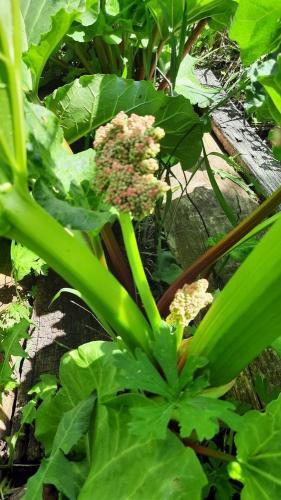 ЛайфХак - Ревень — съедобный лопух, который в Англии выращивают в темноте. Рецепт